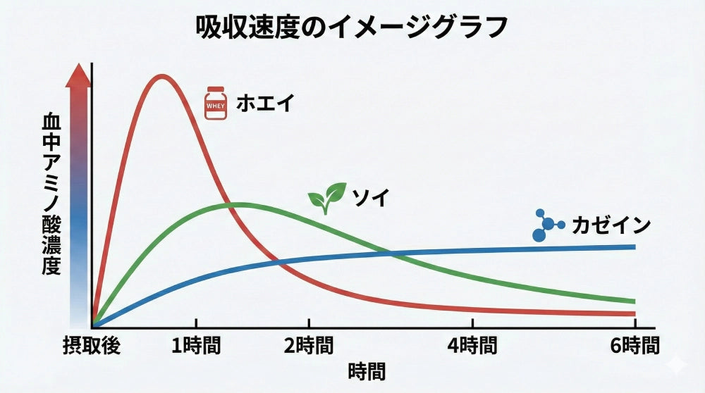 プロテインの吸収速度の違い