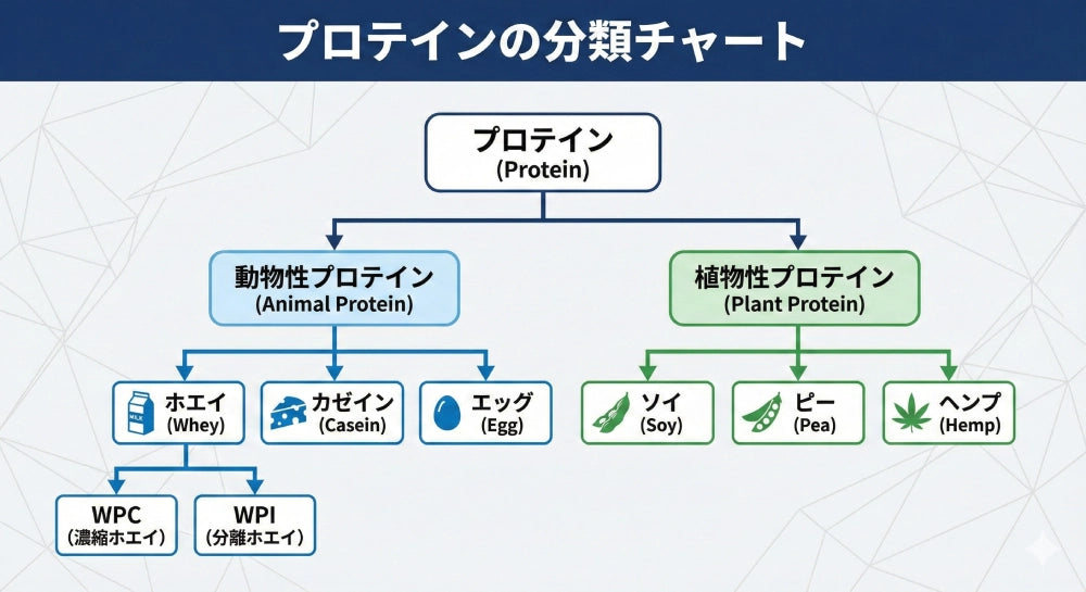 プロテインの分類チャート