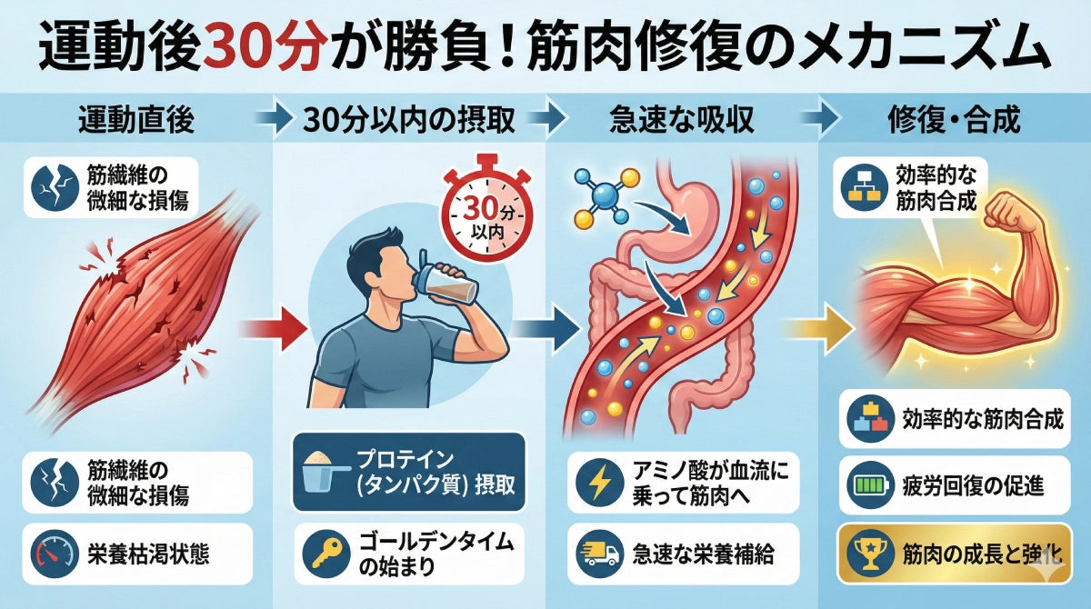 プロテイン摂取のゴールデンタイムと筋肉修復のメカニズム図解