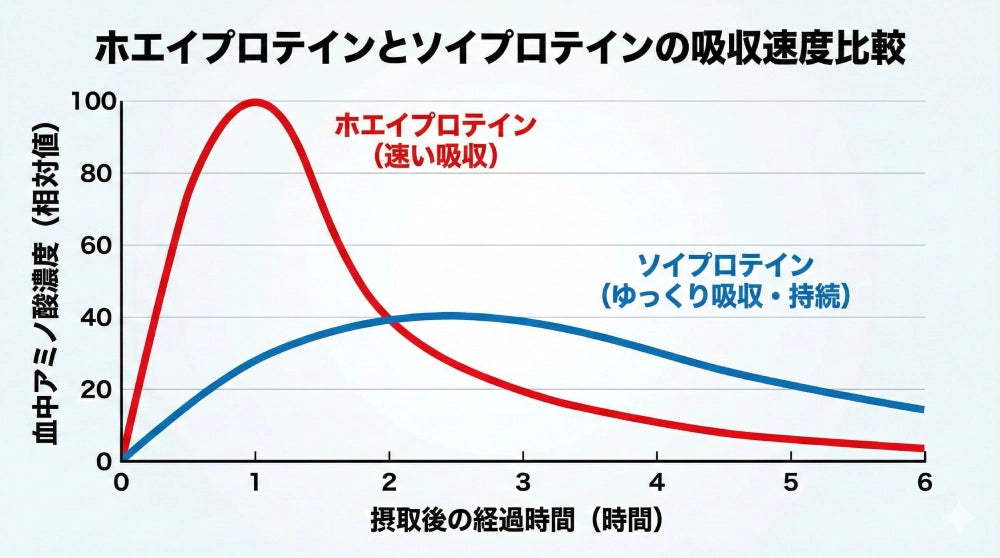 ホエイとソイの吸収速度比較表